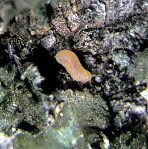  Pityococcidae:  Pityococcus deleoni  in situ 
 Photo by Ray Gill 